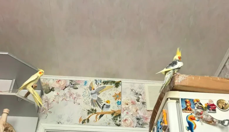 Cockatiels in Alabama