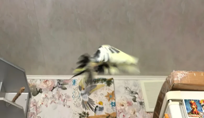 Cockatiels in Alaska