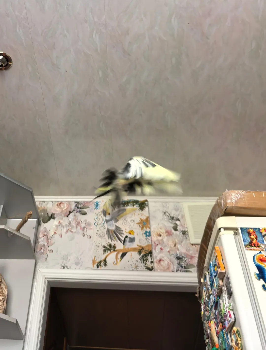 Cockatiels in Alaska