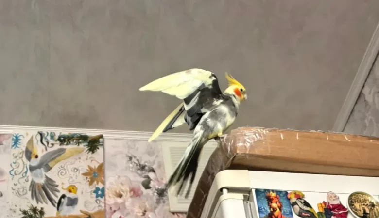 Cockatiels in Colorado