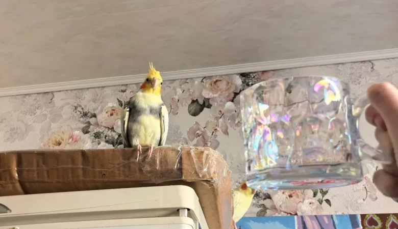 Cockatiels in California