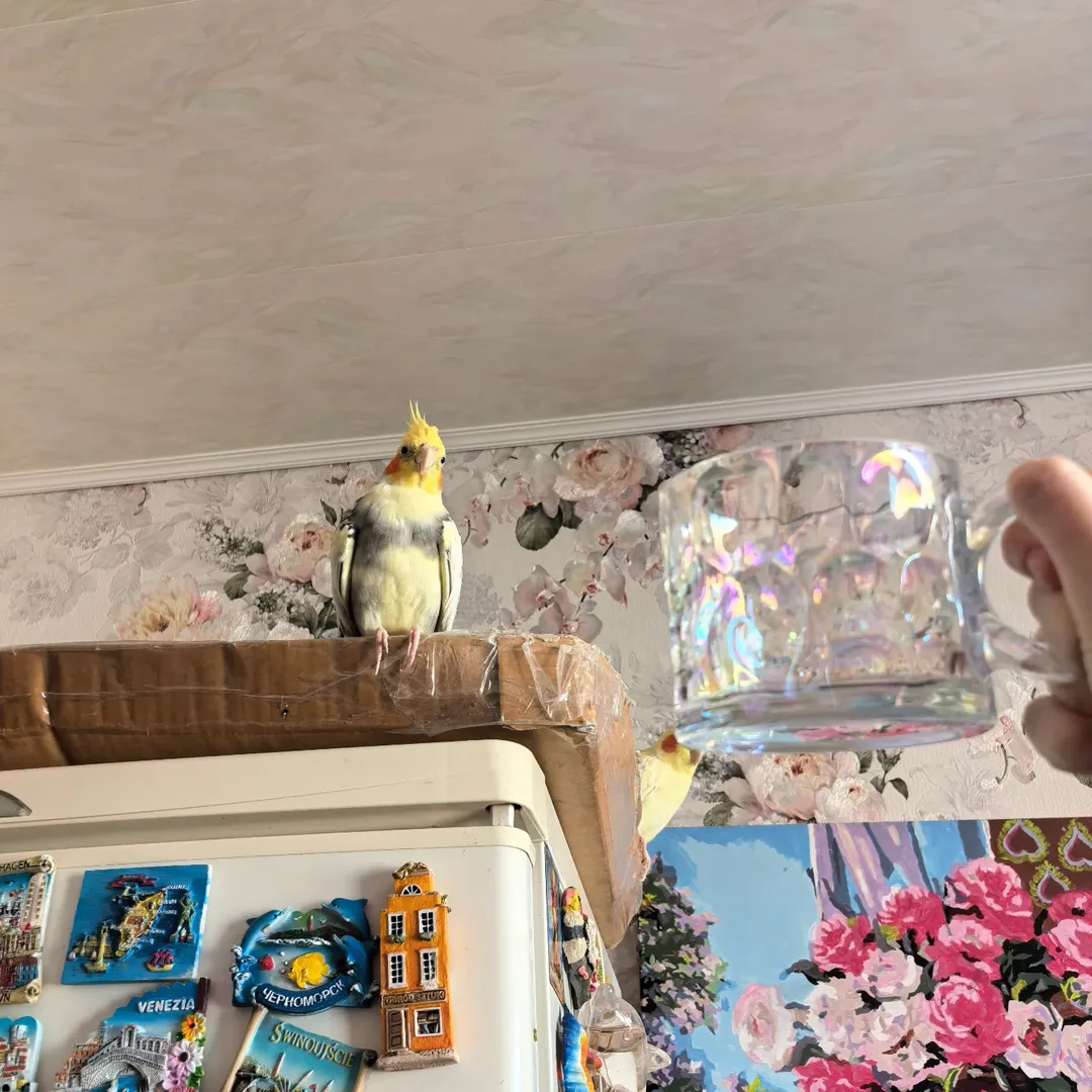 Cockatiels in California