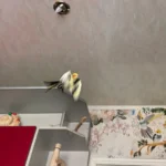 What is the average price for a cockatiel in California in 2026?