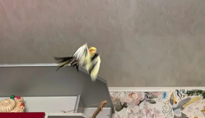 Cockatiels in Arkansas