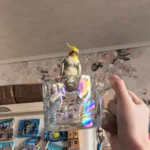 What is the average price for a hand-fed cockatiel from breeders in Connecticut?