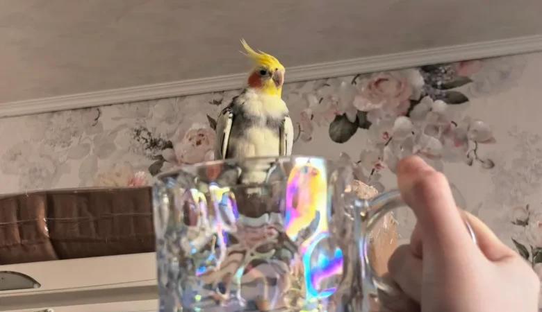 Cockatiels in Arizona