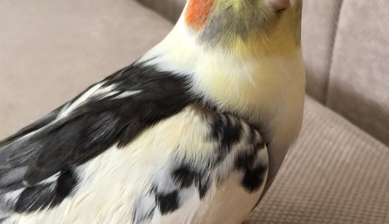 Cockatiel birds in Denmark