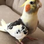 Cockatiels for Sale