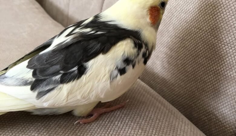 Cockatiel birds in Sweden