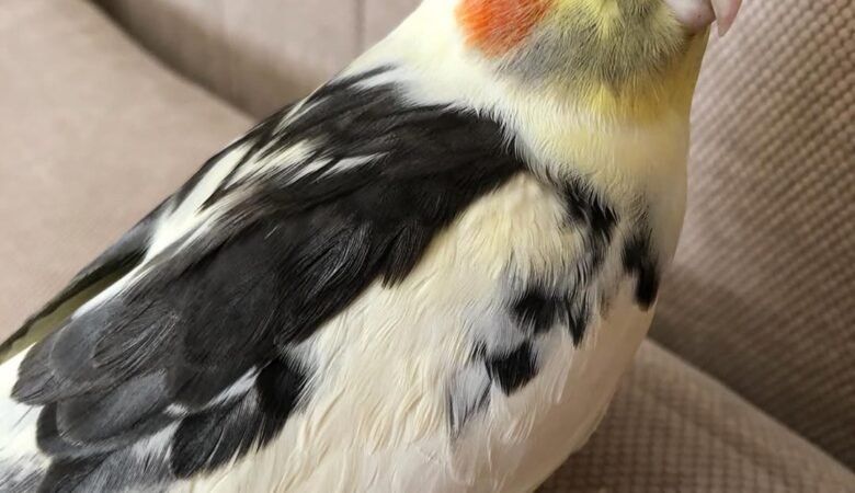 Cockatiel birds in Canada