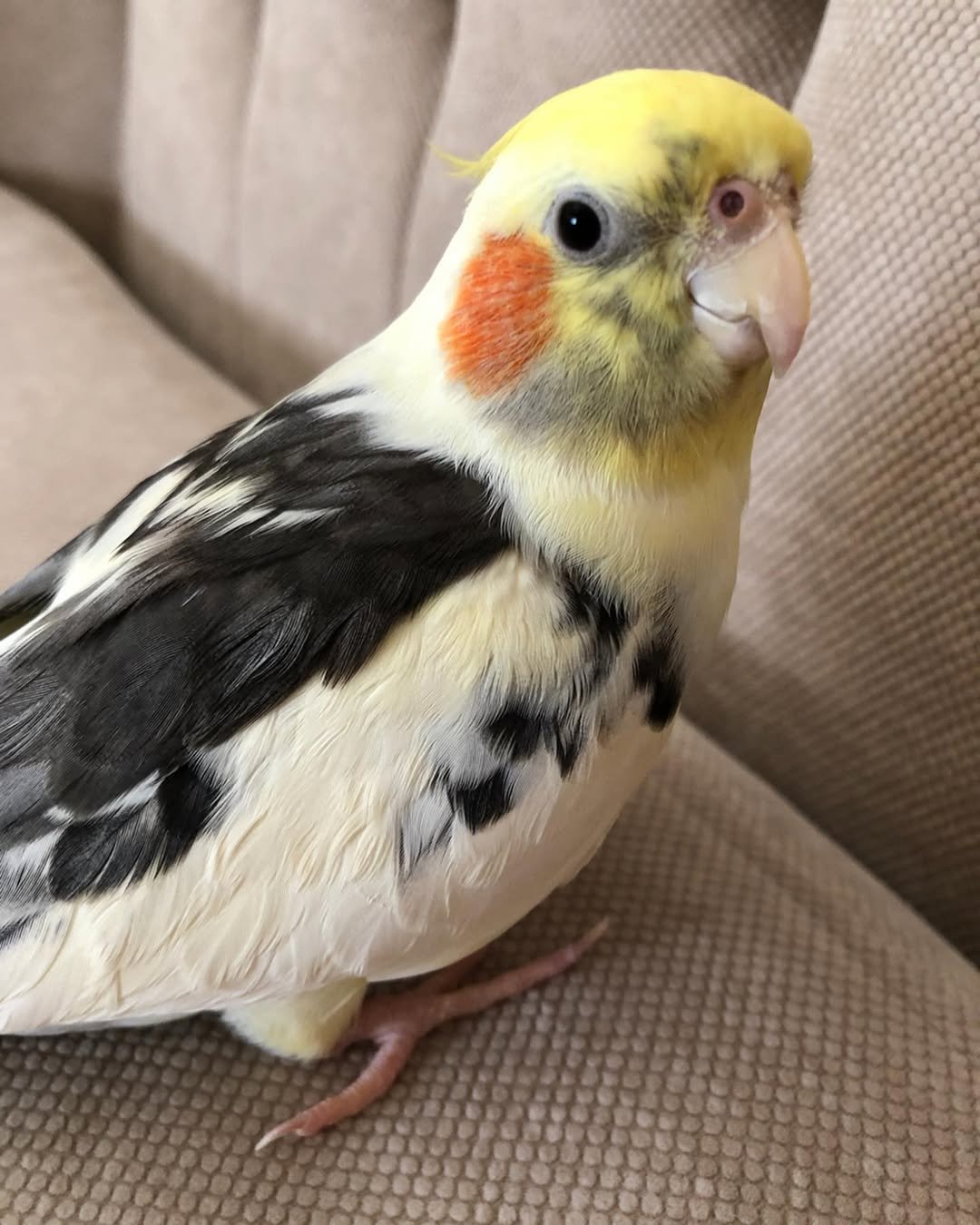 Cockatiel breeders in Australia