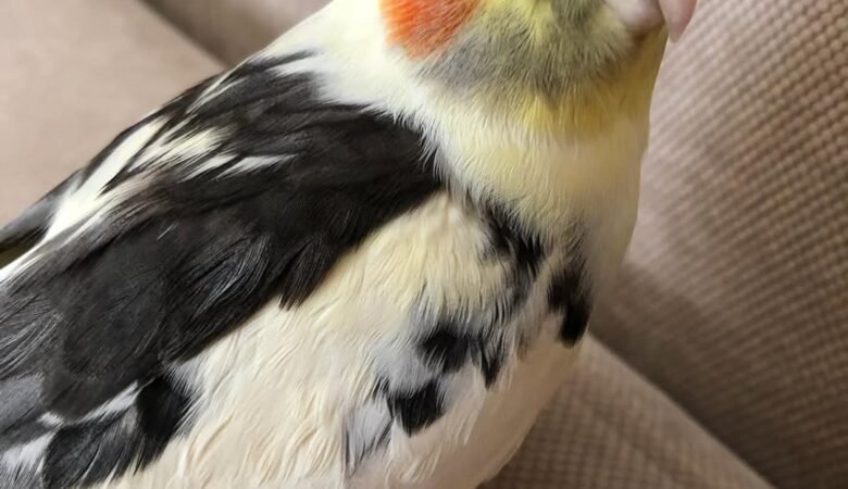 Do Cockatiels Require a Lot of Attention?