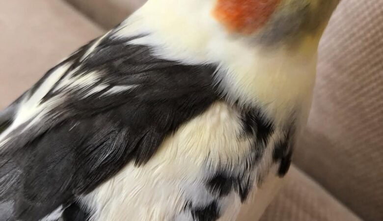 Cockatiel birds in Georgia