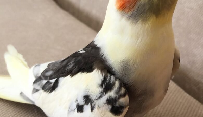 Cockatiel birds in Ireland