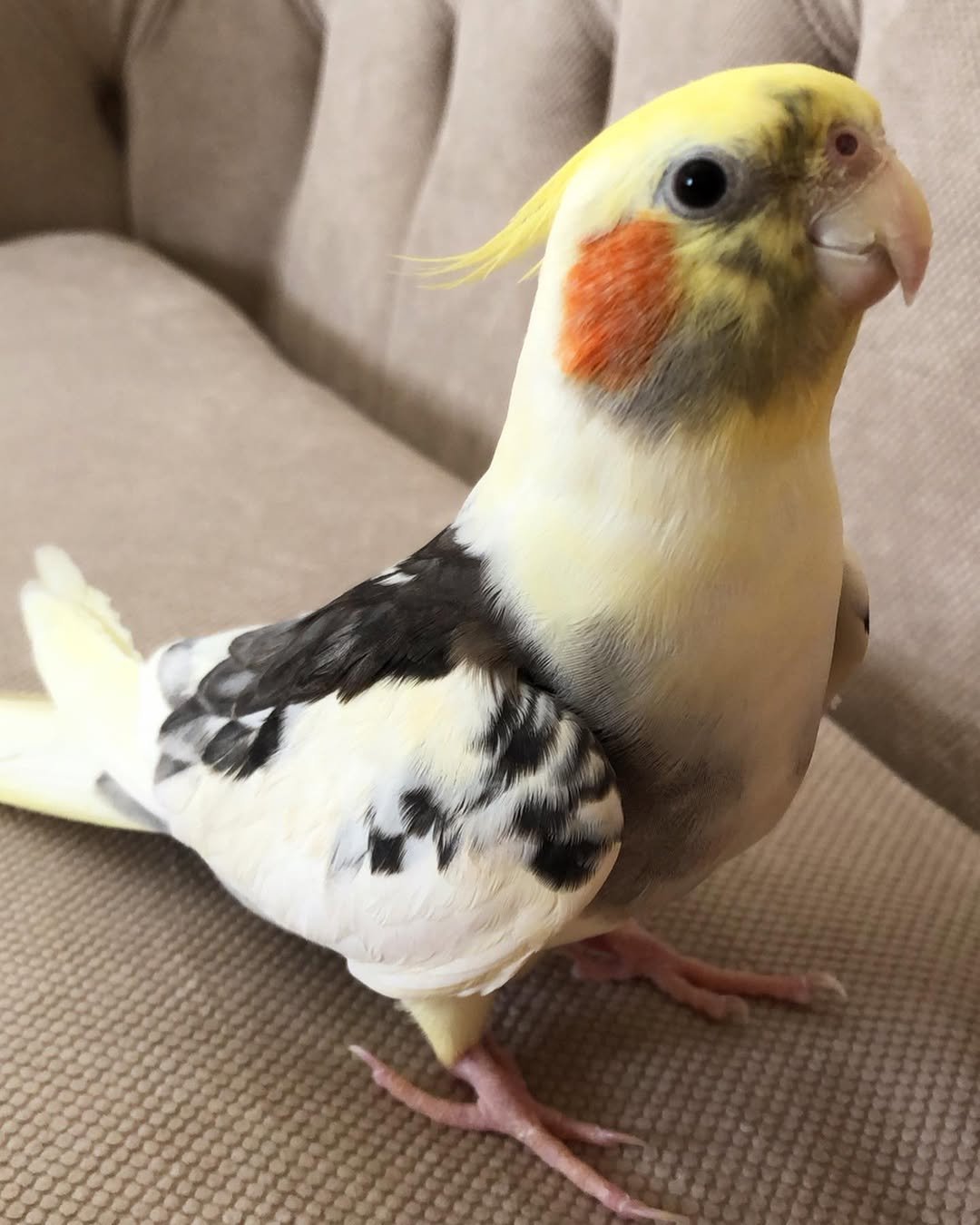 How Much Space Does a Cockatiel Need