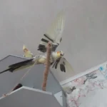 What is the average price for a hand-fed cockatiel in Delaware?