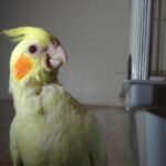 What is the best way to socialise a cockatiel bought from a breeder?