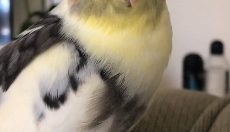Cockatiel birds for sale in North Dakota