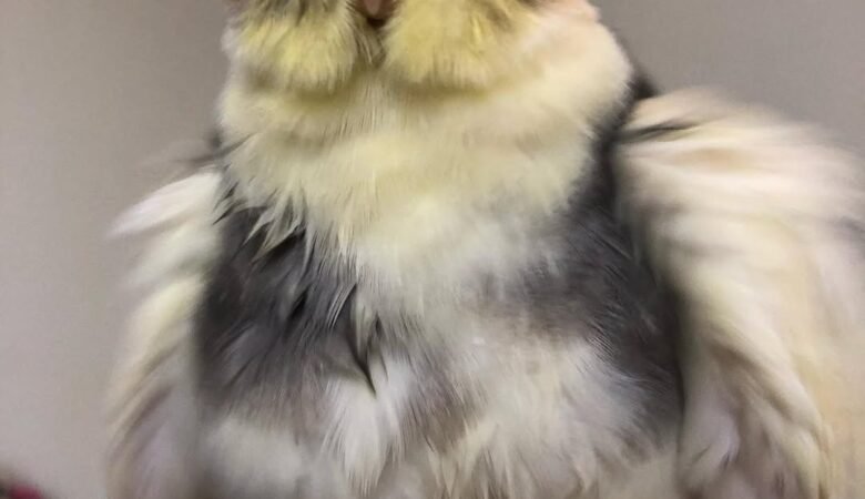 Cockatiel parrots for sale in South Dakota