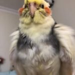 How much do Cockatiel breeders in Idaho typically charge for a baby bird?