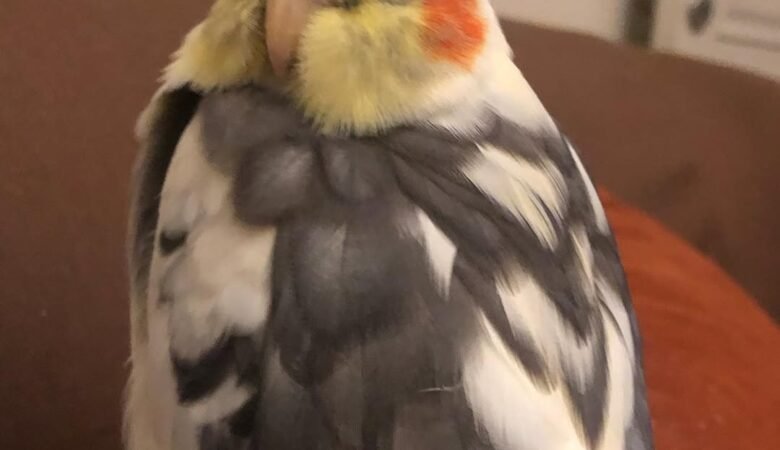 Cockatiel parrots for sale in Tennessee