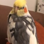 Can I buy a cockatiel from the mainland and bring it to Hawaii?
