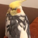What is the average price for a cockatiel from breeders in Georgia?