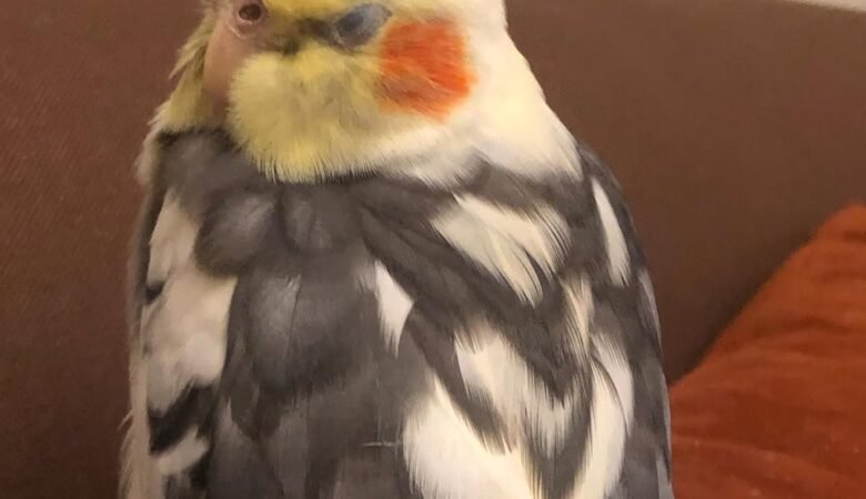 Cockatiel birds in New Jersey