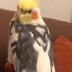 What is the average price for a hand-fed cockatiel in Florida?