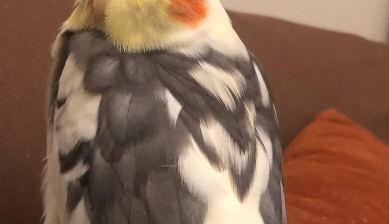 Cockatiel birds in New Hampshire