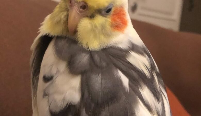 Cockatiel birds in Nebraska