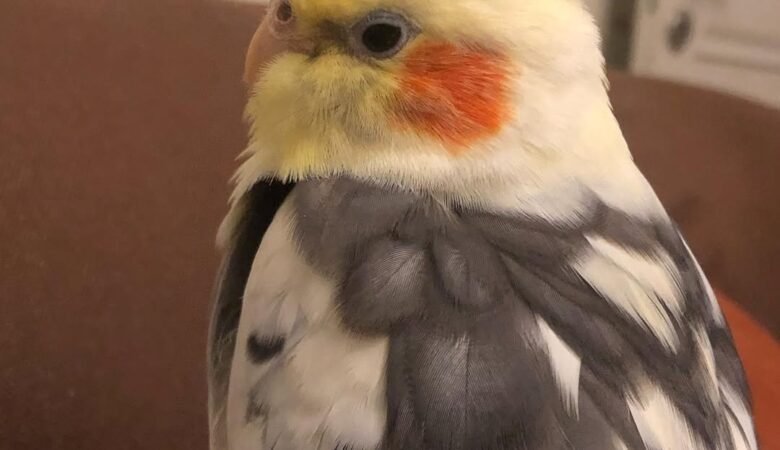 Cockatiel birds in Michigan