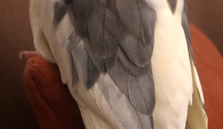 Cockatiel birds in Mississippi