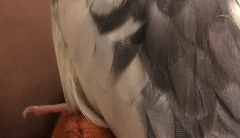 Cockatiel birds in Montana