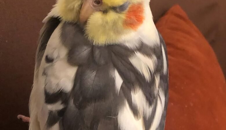 Cockatiel birds in Massachusetts