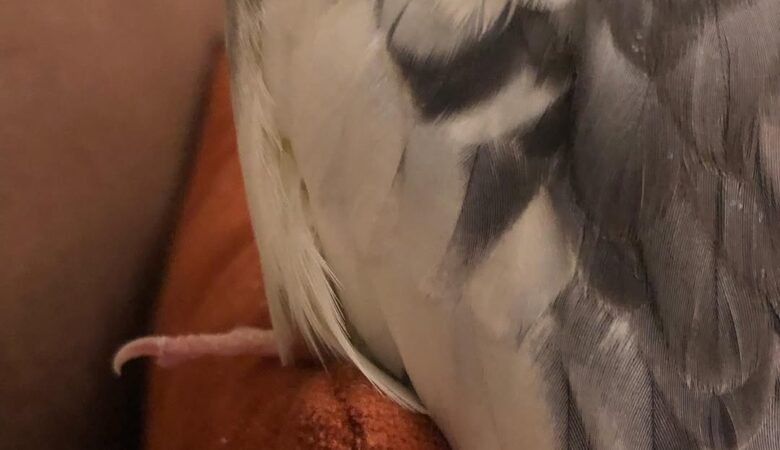 Cockatiel birds in Missouri