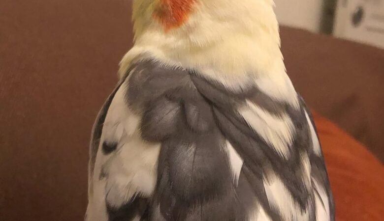 Cockatiel parrots for sale in Maryland