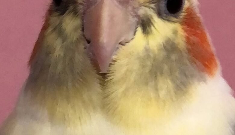 Cockatiel birds for sale in Wisconsin