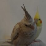 Q: How much should I expect to pay for a hand-reared Cockatiel in Australia?
