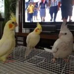 Q: Do I need a special permit to own a cockatiel in Denmark?