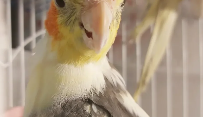 cockatiels for sale in Citrus Heights, CA