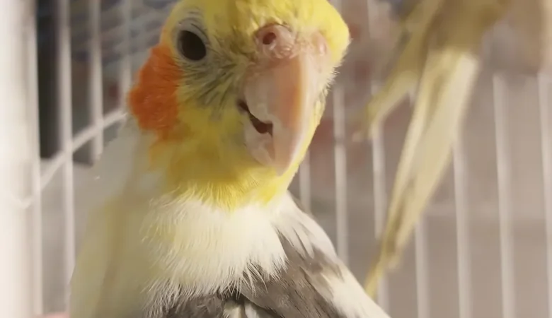 cockatiels for sale in Norwalk, CA
