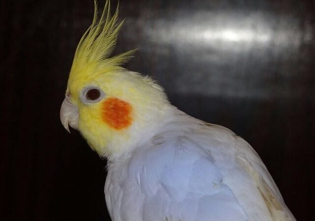 Cockatiel birds for sale in Florida