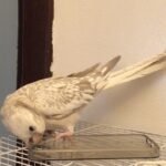 Q: How do I know if a cockatiel breeder in North Dakota is reputable?