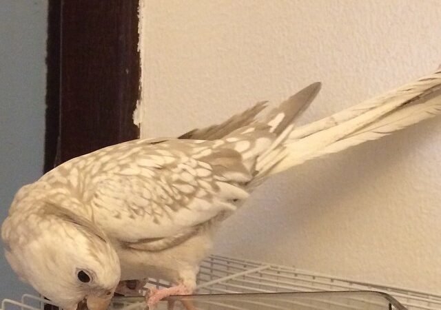 Cockatiel birds for sale in Alaska