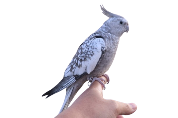 cockatiels for sale in Santa Clara, CA