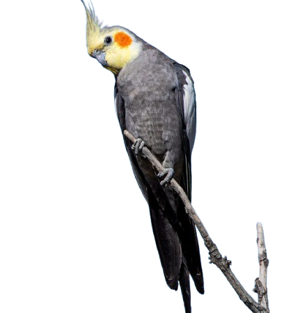 cockatiels for sale in Scottsboro, AL