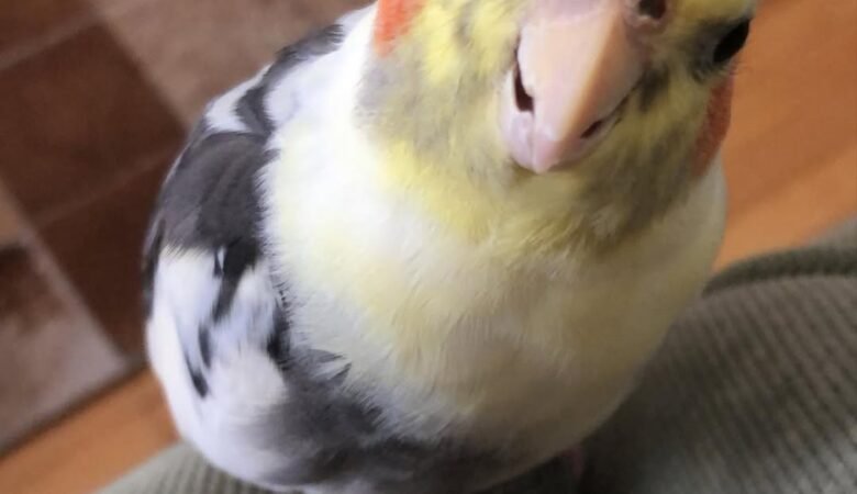 cockatiels for sale in Pasadena, CA
