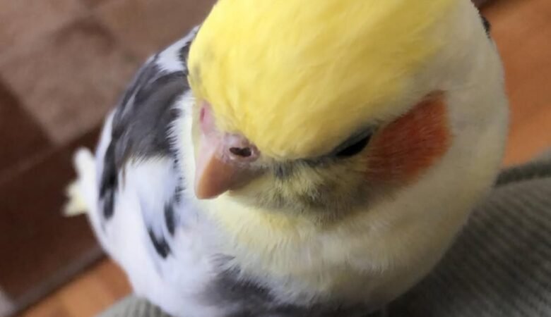 cockatiels for sale in Orange, CA