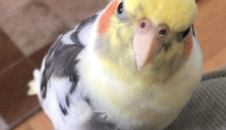 Cockatiel birds in South Carolina
